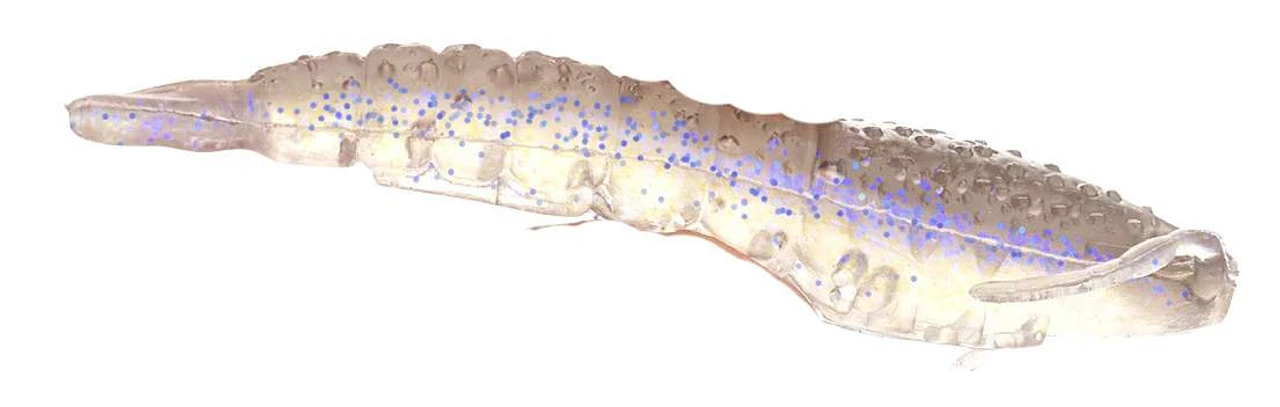 Berkley Translucent Gulp! Shrimp - Image 4