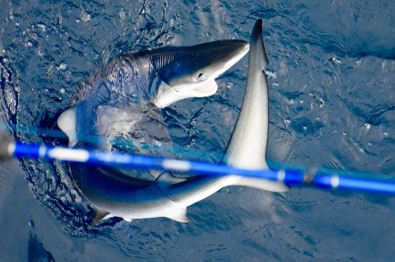 Lamiglas Bluewater Series Rods - Image 4